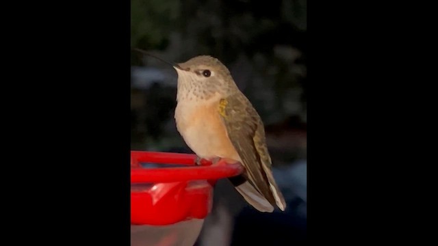 Broad-tailed Hummingbird - ML642970455