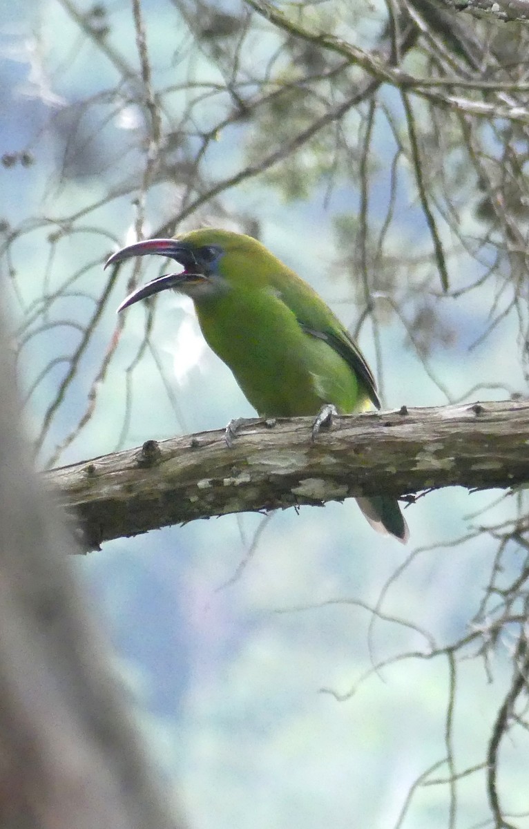 Groove-billed Toucanet - ML642970469