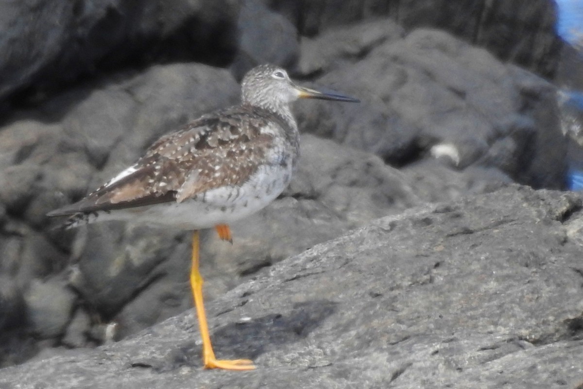 Greater Yellowlegs - ML642970471