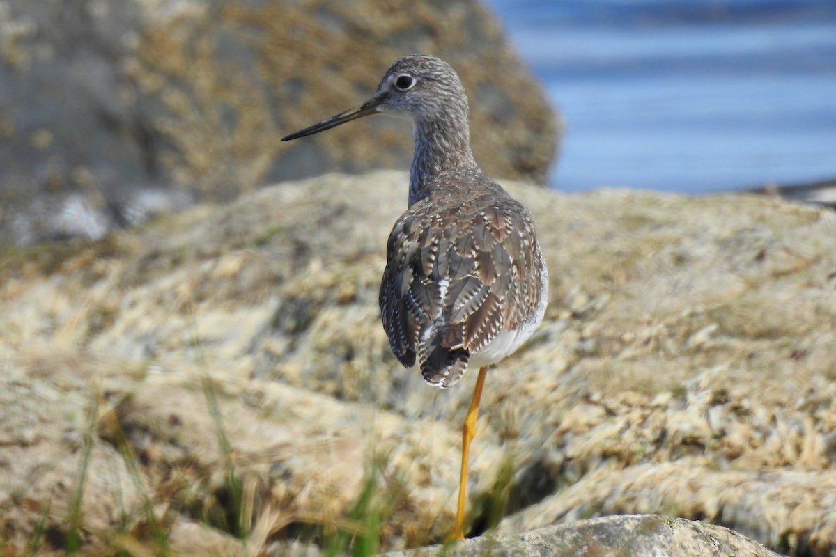 Greater Yellowlegs - ML642970476