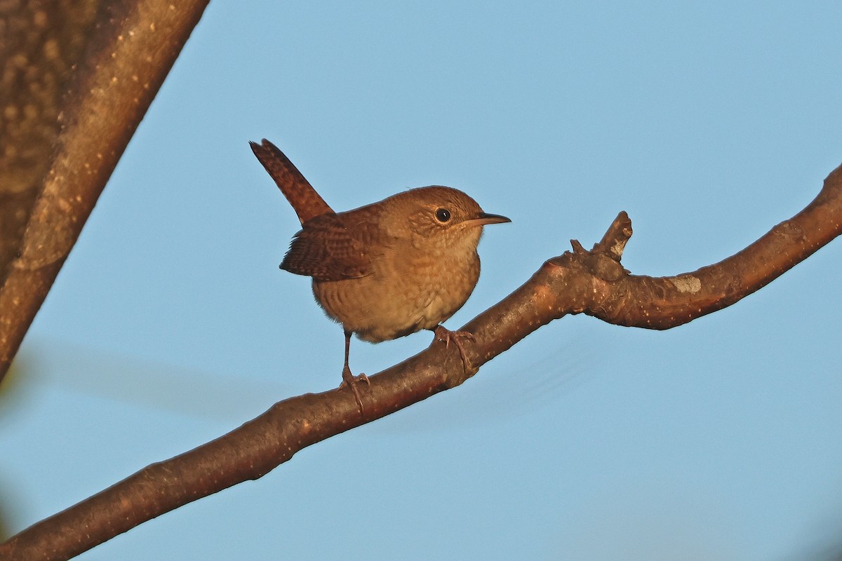 Northern House Wren (Northern) - ML642970478