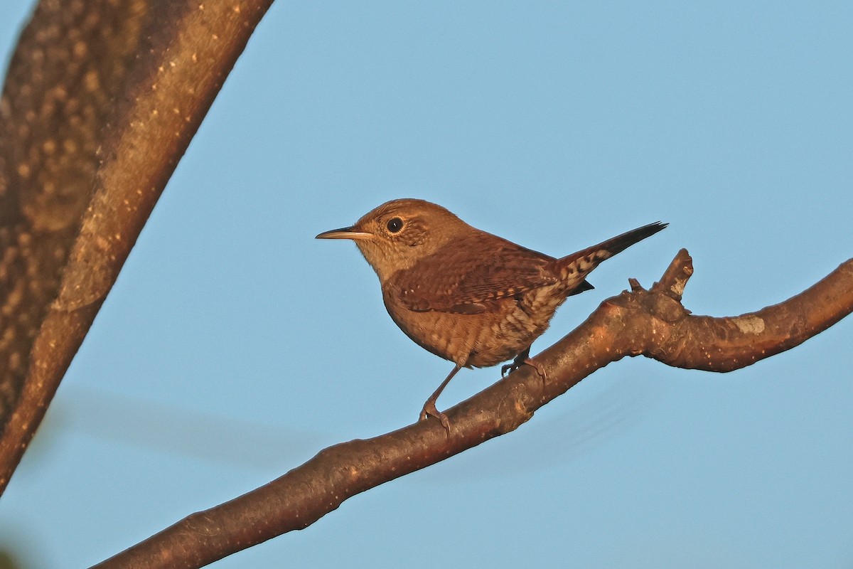 Northern House Wren (Northern) - ML642970479