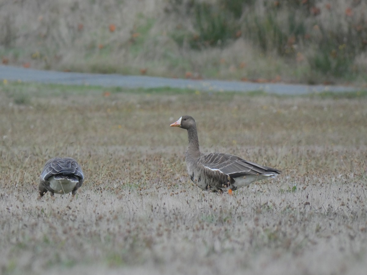 Greater White-fronted Goose - ML642970480