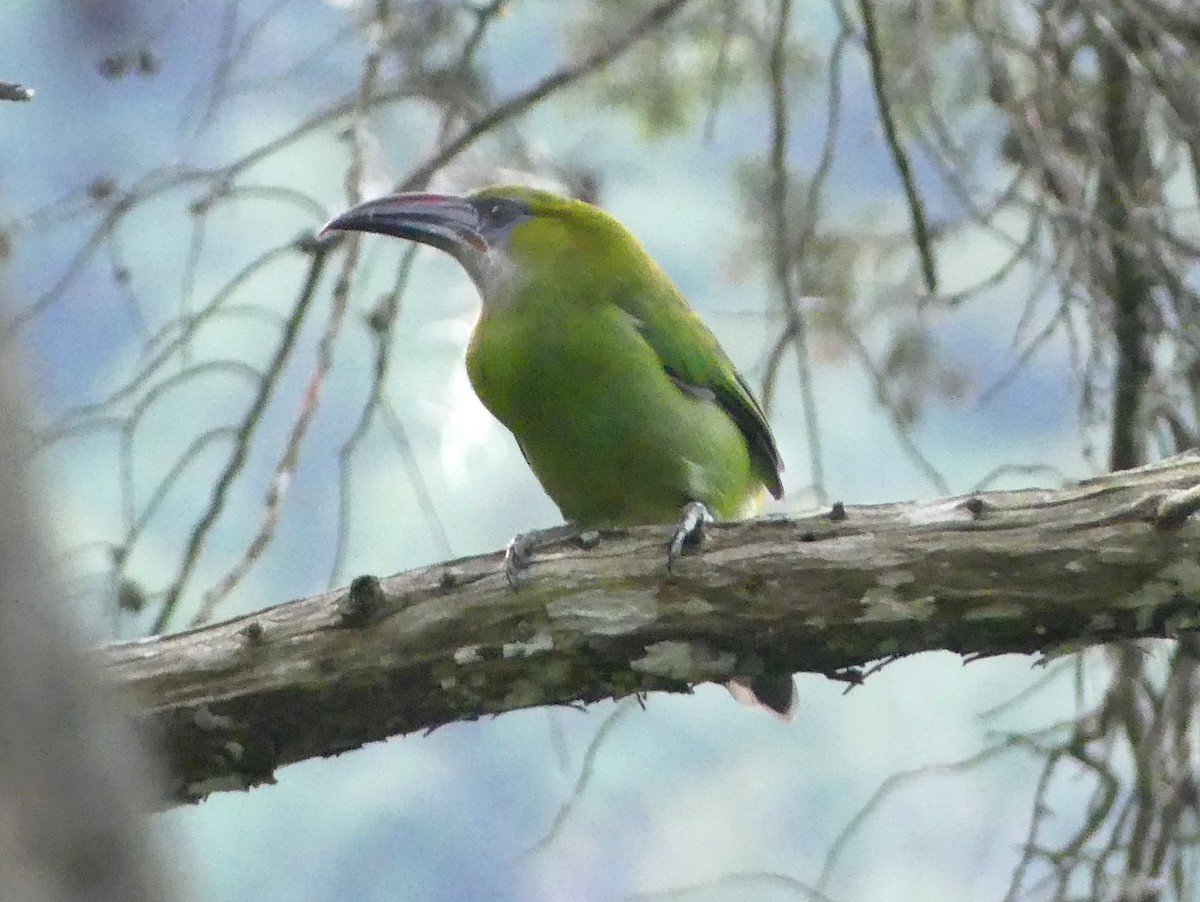 Groove-billed Toucanet - ML642970481