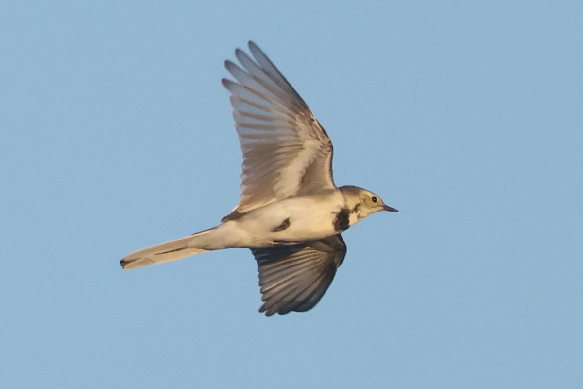 נחליאלי לבן - ML642970482
