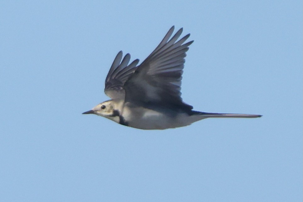 נחליאלי לבן - ML642970483