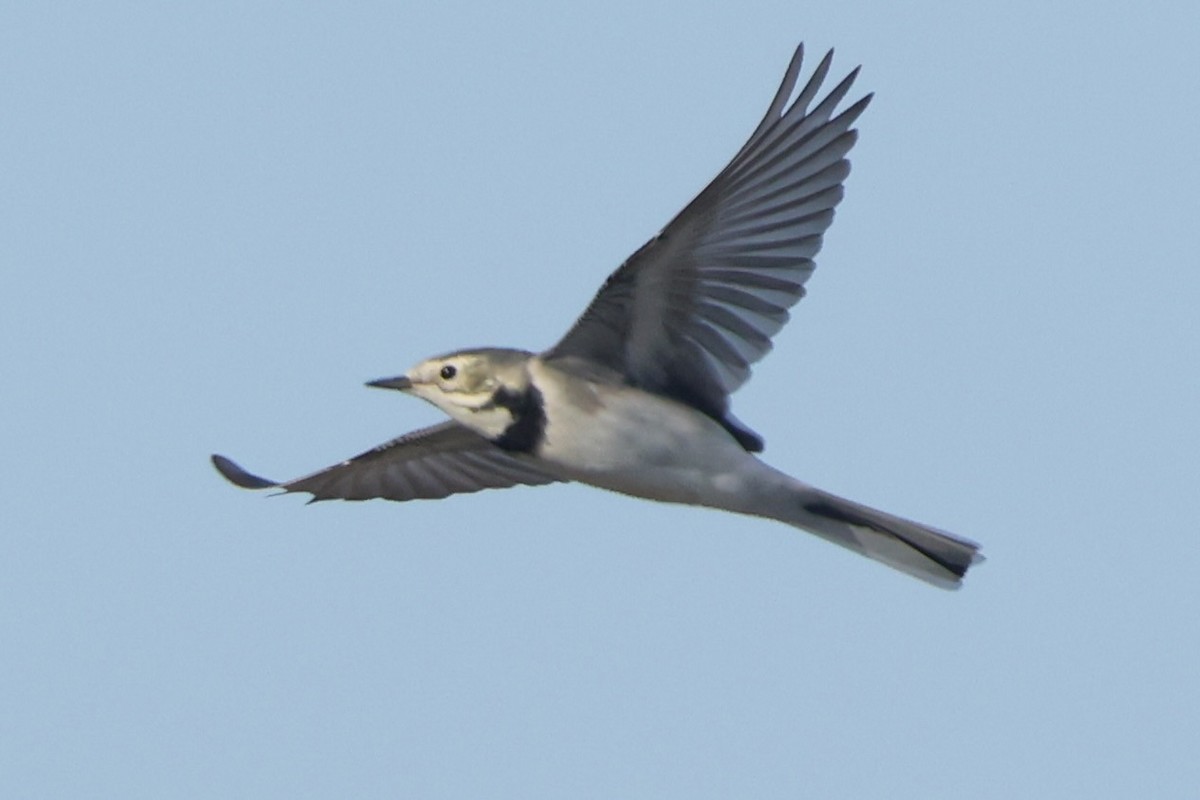 נחליאלי לבן - ML642970484