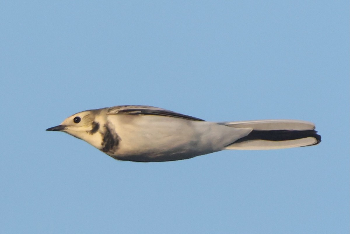 נחליאלי לבן - ML642970485