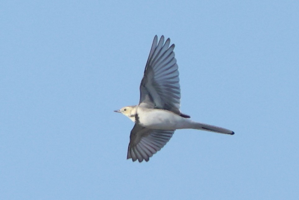 נחליאלי לבן - ML642970486