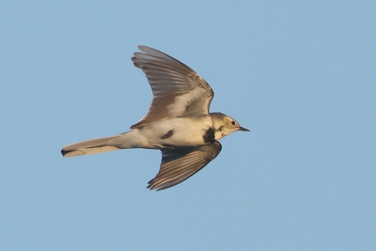 נחליאלי לבן - ML642970487