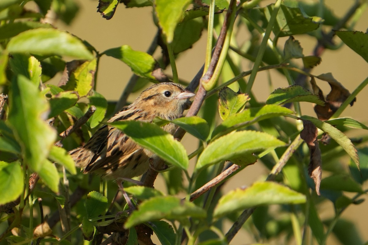 LeConte's Sparrow - ML642970488