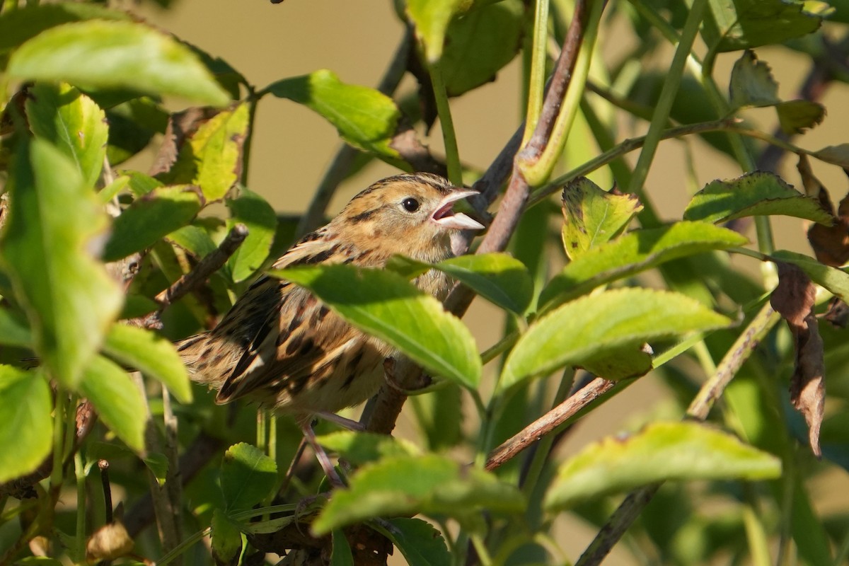LeConte's Sparrow - ML642970489