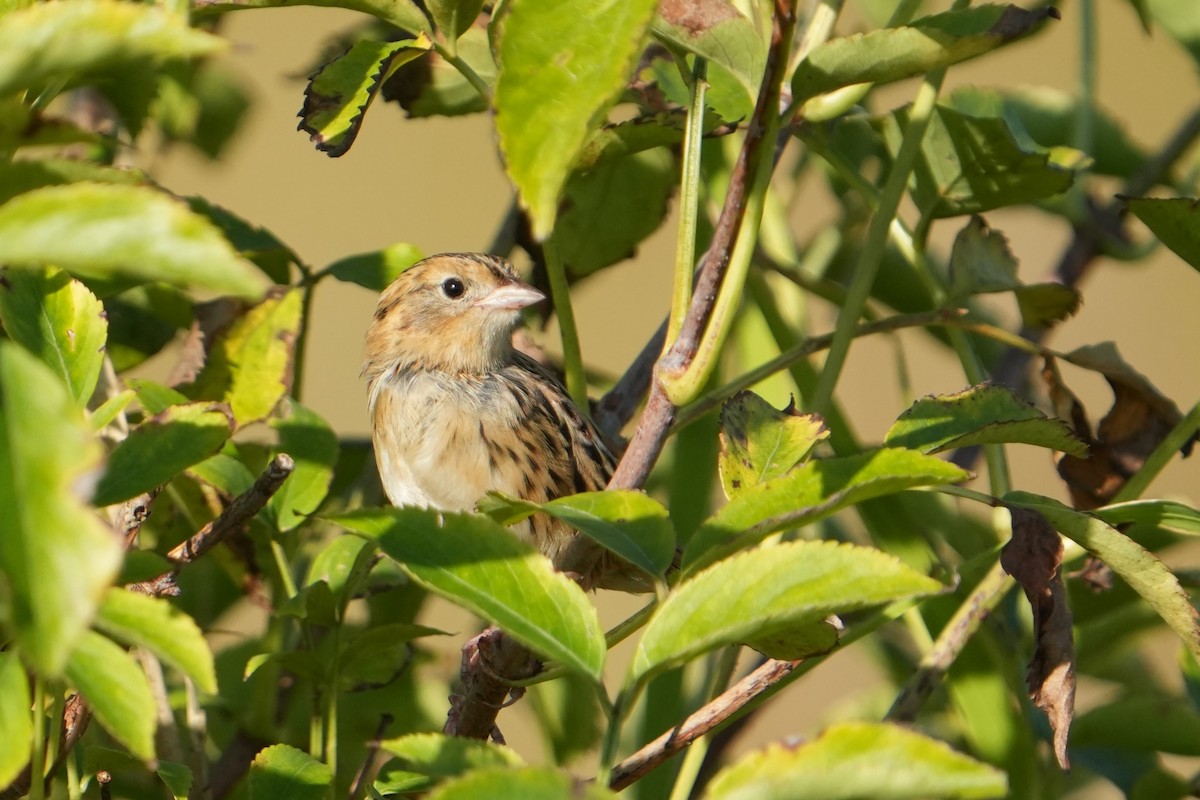LeConte's Sparrow - ML642970490