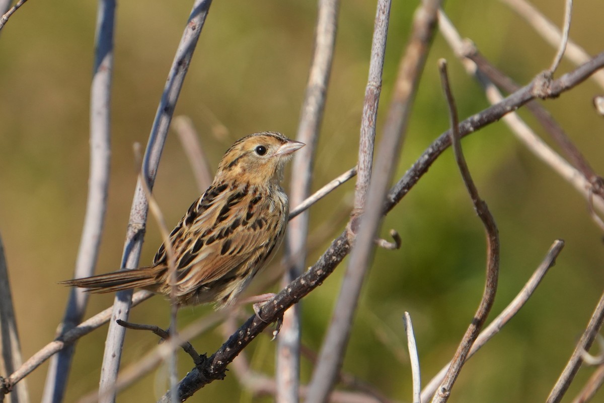 LeConte's Sparrow - ML642970491