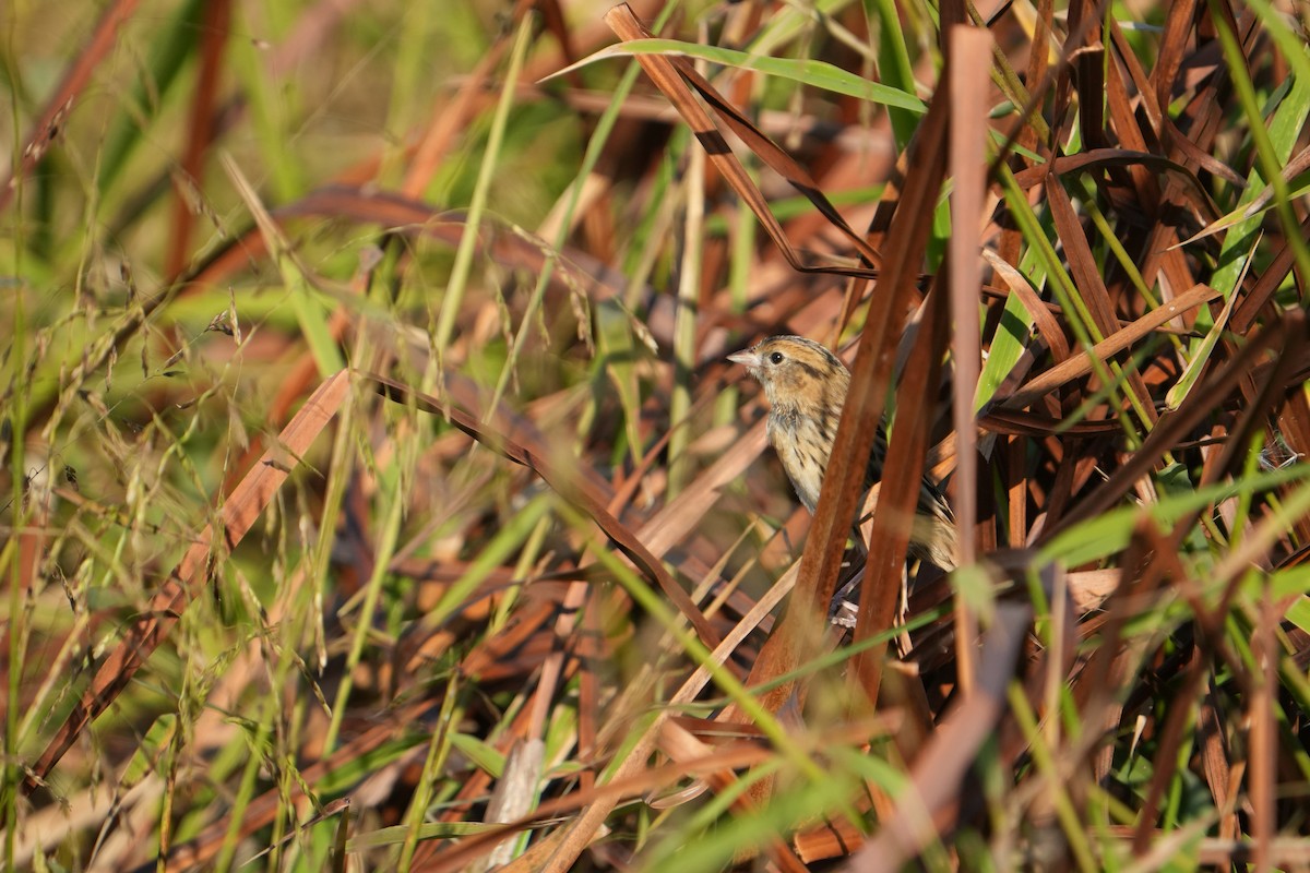 LeConte's Sparrow - ML642970492