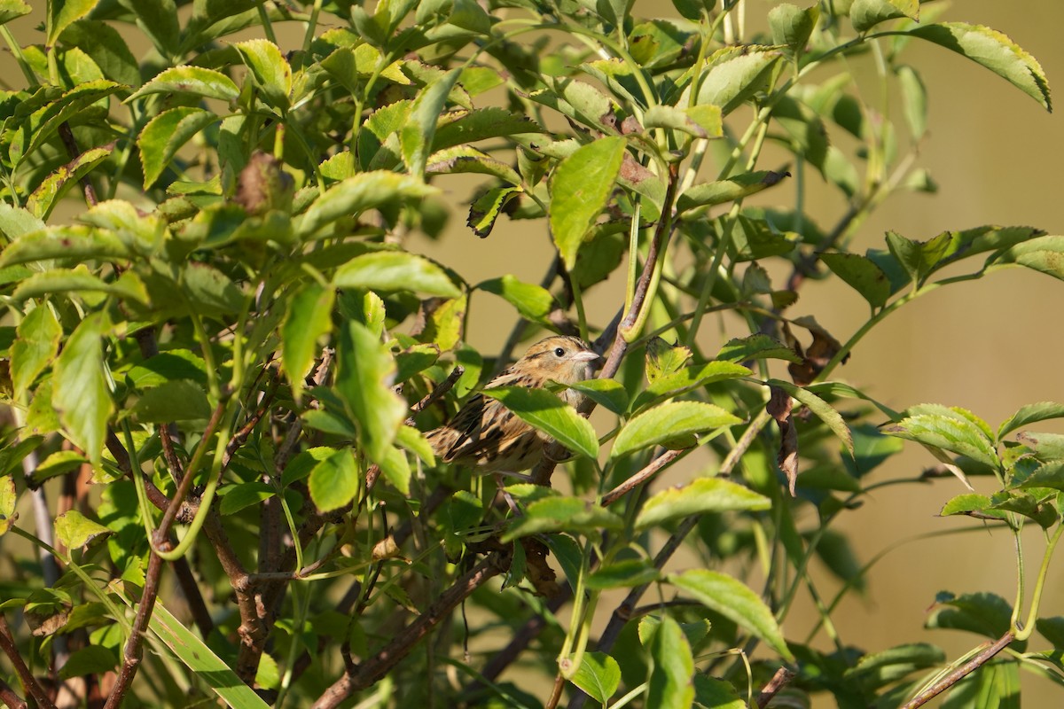 LeConte's Sparrow - ML642970493
