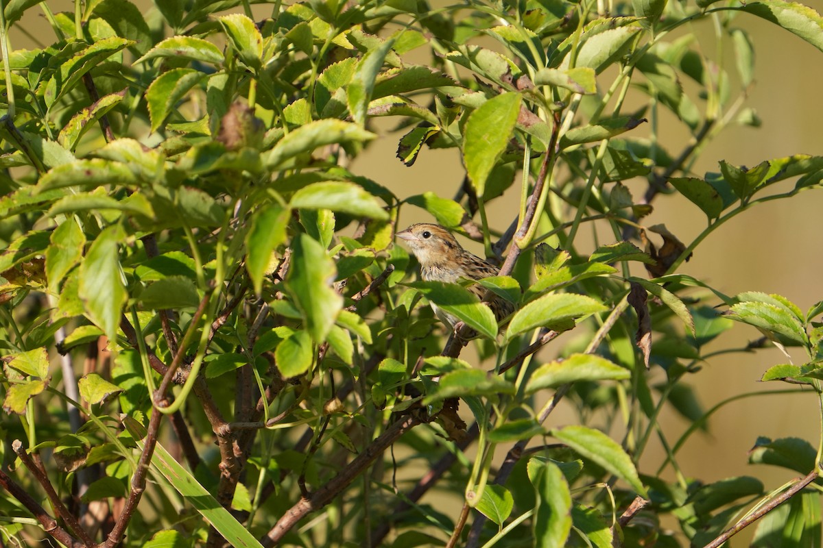 LeConte's Sparrow - ML642970495