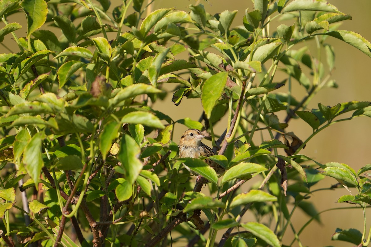LeConte's Sparrow - ML642970496