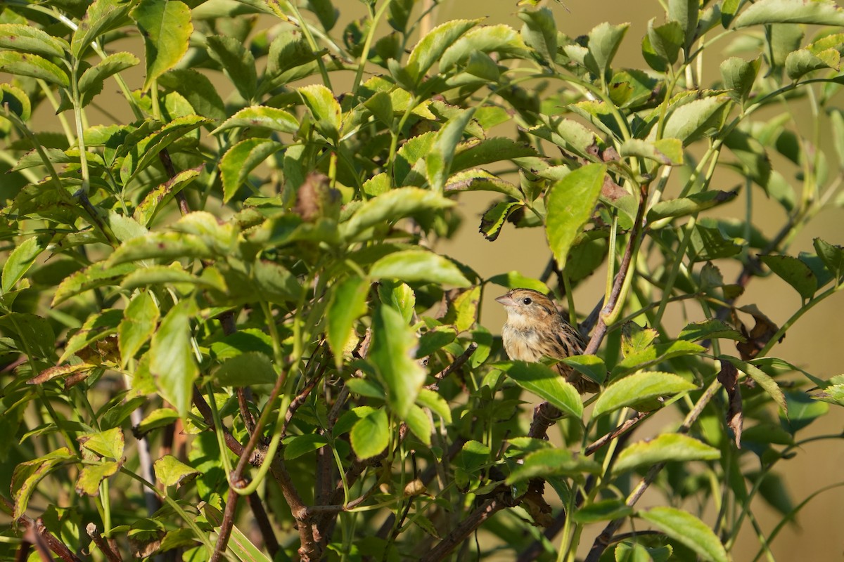 LeConte's Sparrow - ML642970497