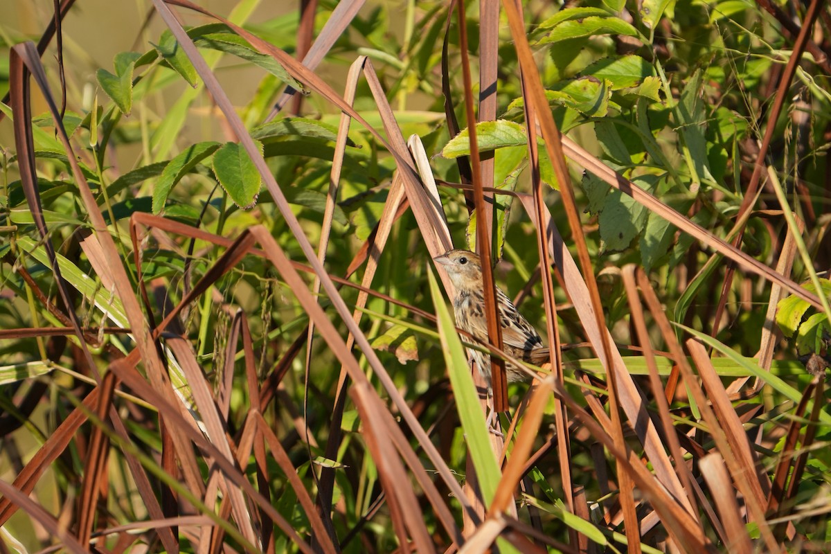 LeConte's Sparrow - ML642970499