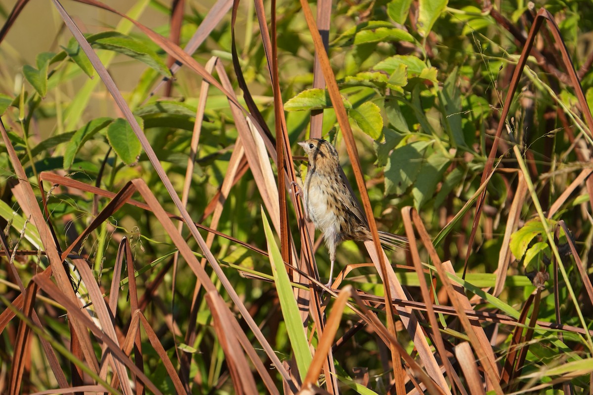 LeConte's Sparrow - ML642970500