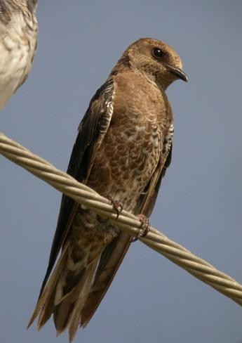Southern Martin - ML642970502