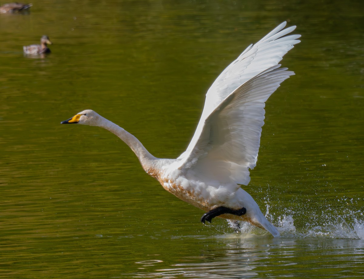 Cigno selvatico - ML642970520