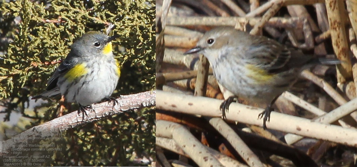 Kronenwaldsänger (coronata) - ML642970533