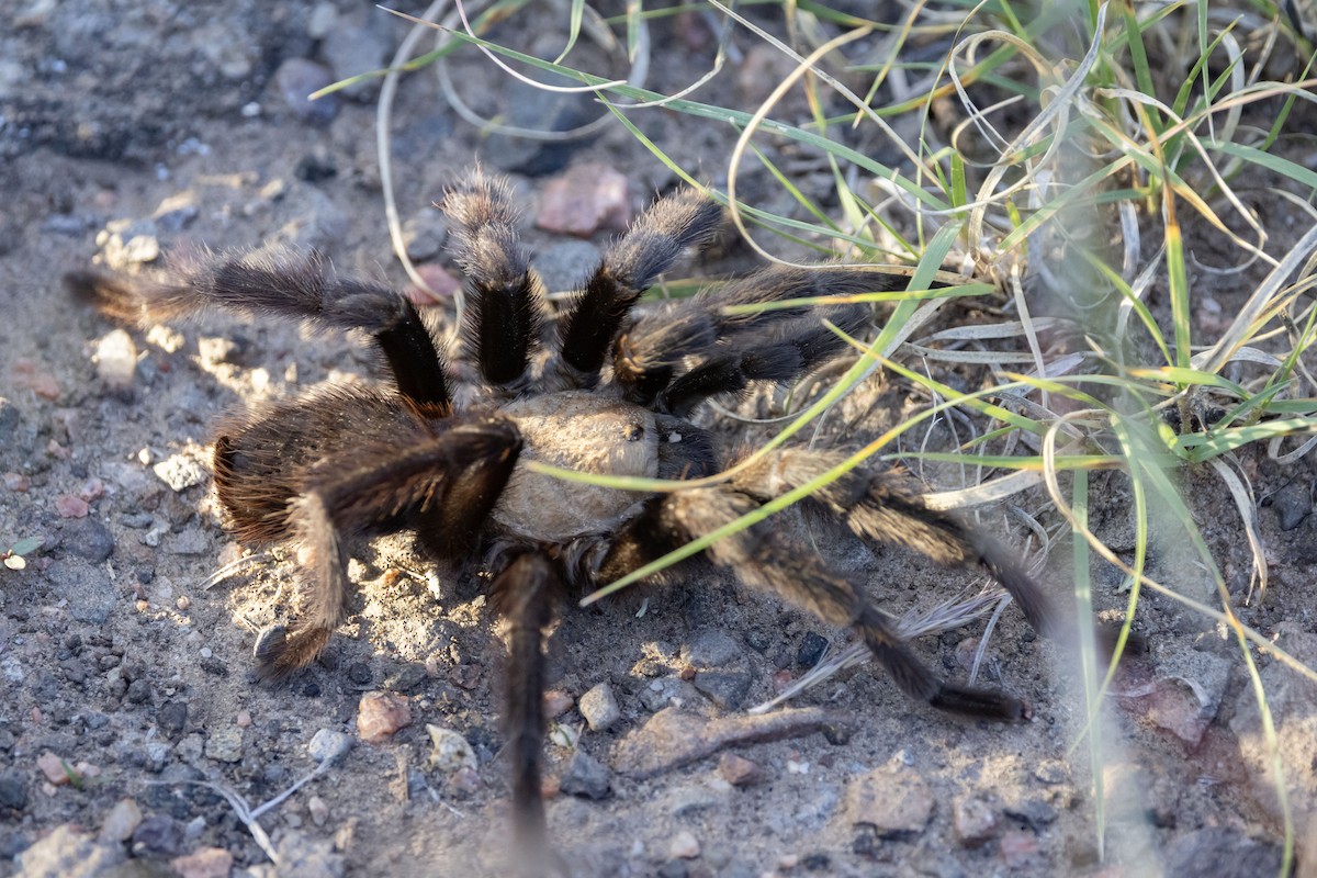 Tarantulas - ML642970538