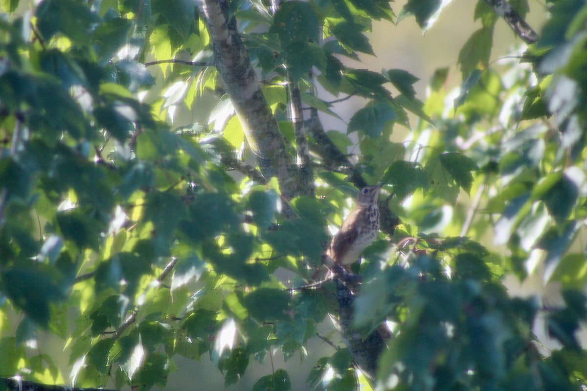 Grive à dos olive - ML642970552