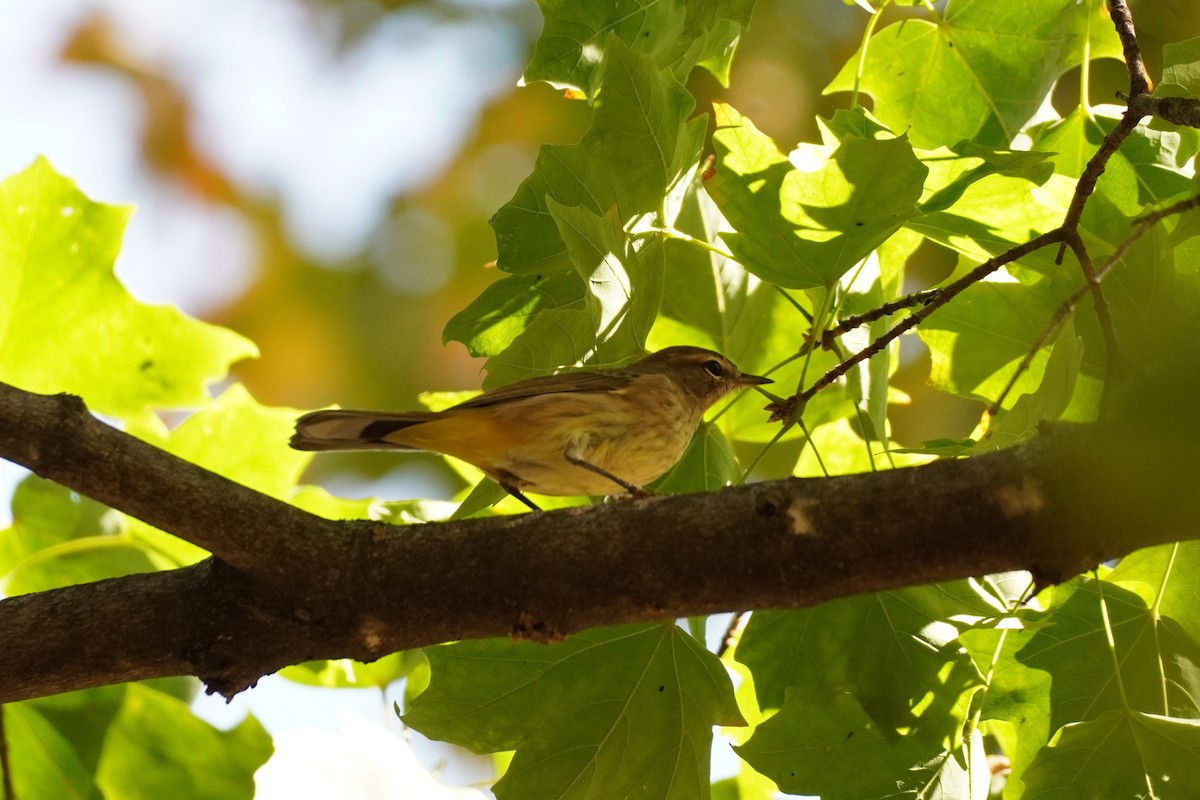 Palm Warbler - ML642970554