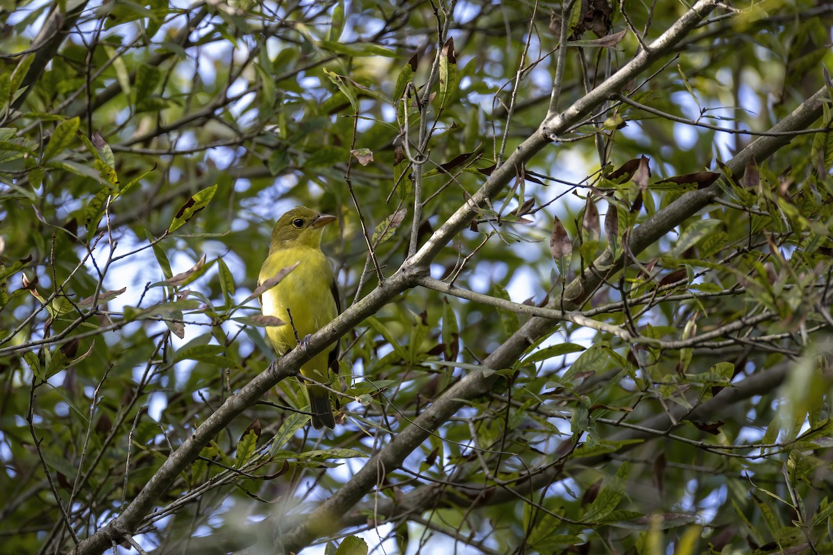 Piranga écarlate - ML642970560