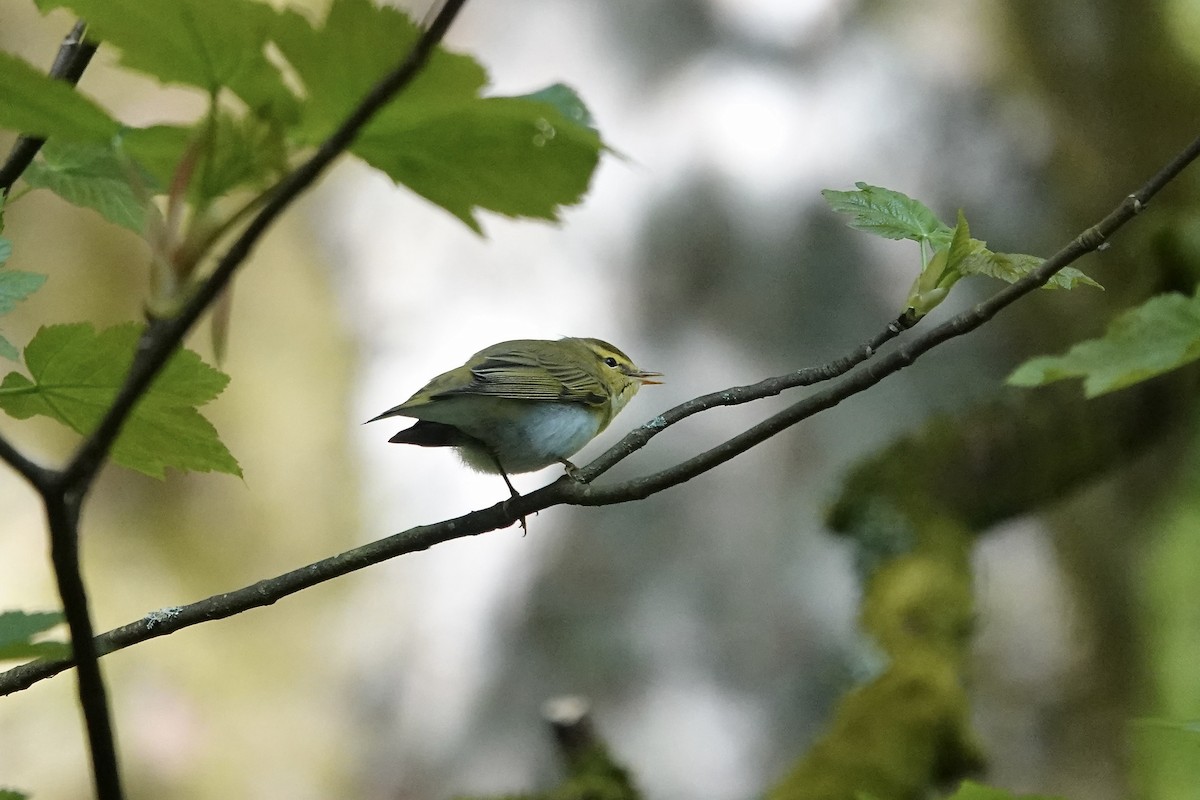 Pouillot siffleur - ML642970563