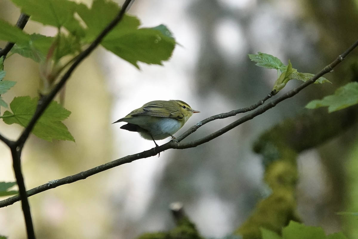 Pouillot siffleur - ML642970564