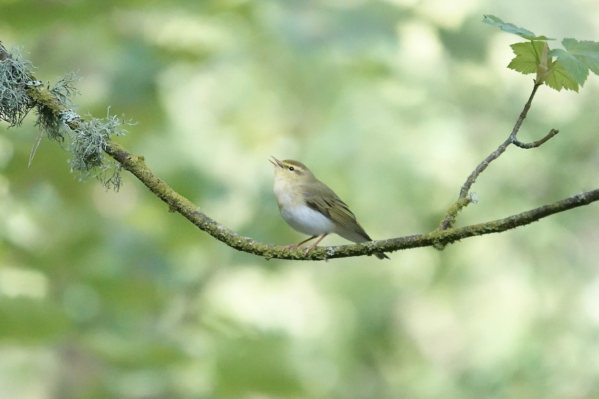 Pouillot siffleur - ML642970566