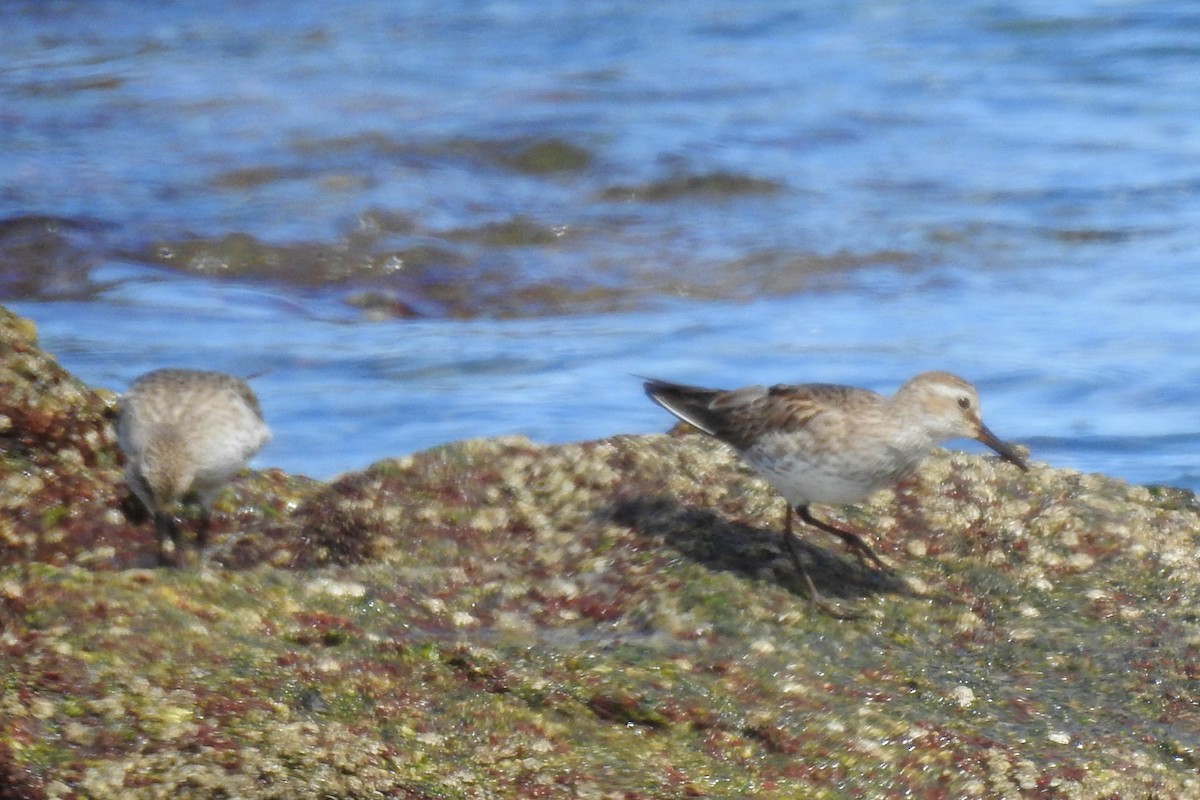 White-rumped Sandpiper - ML642970567