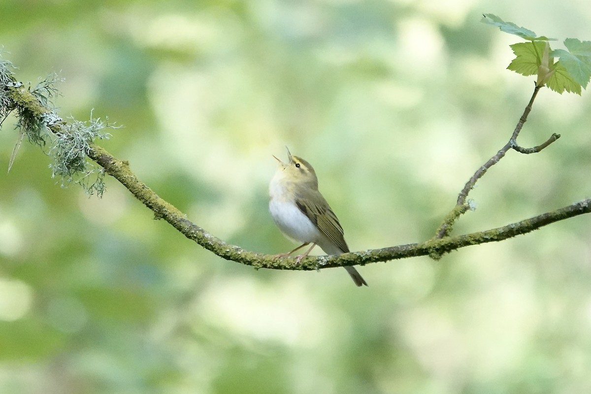 Pouillot siffleur - ML642970569