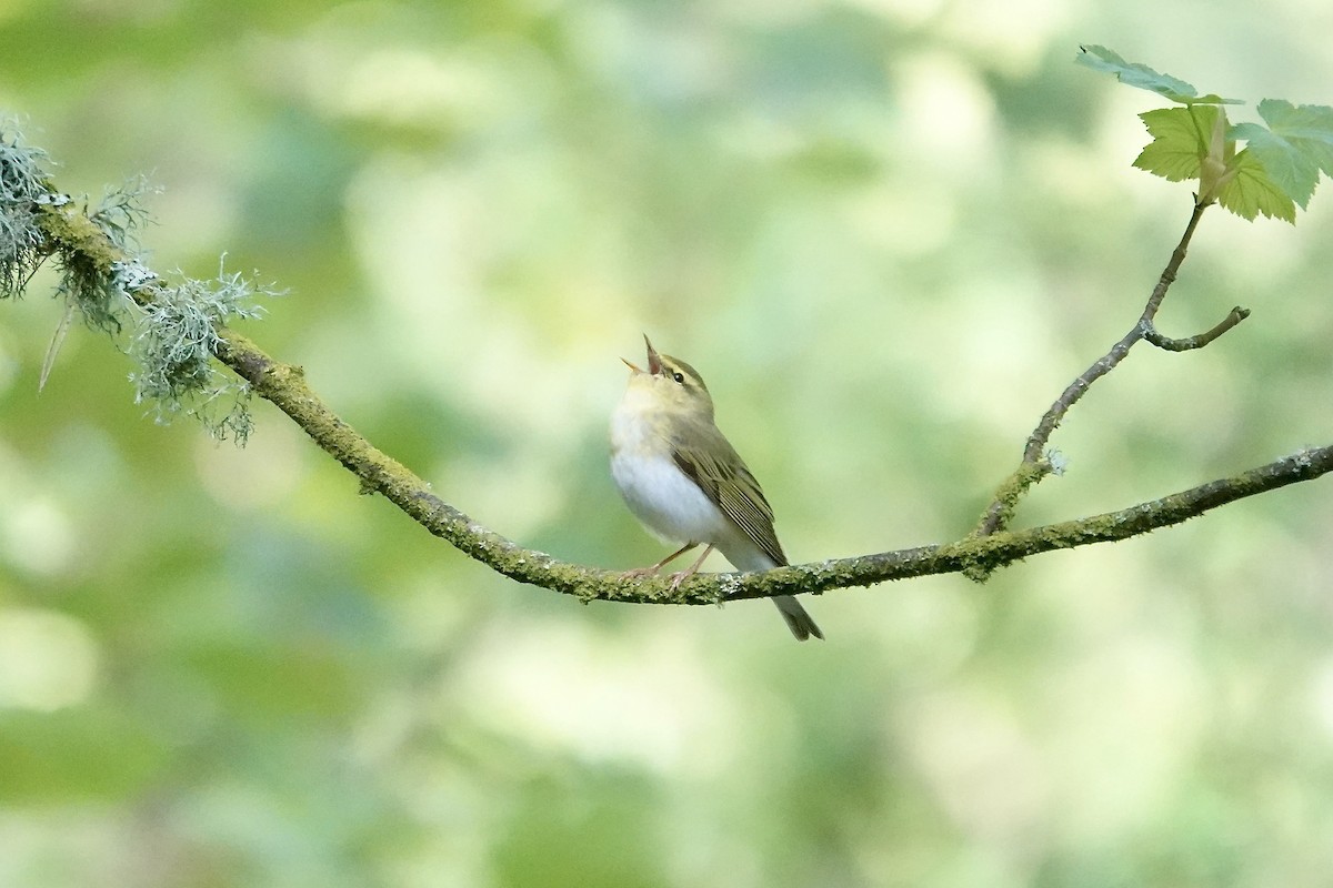 Pouillot siffleur - ML642970570