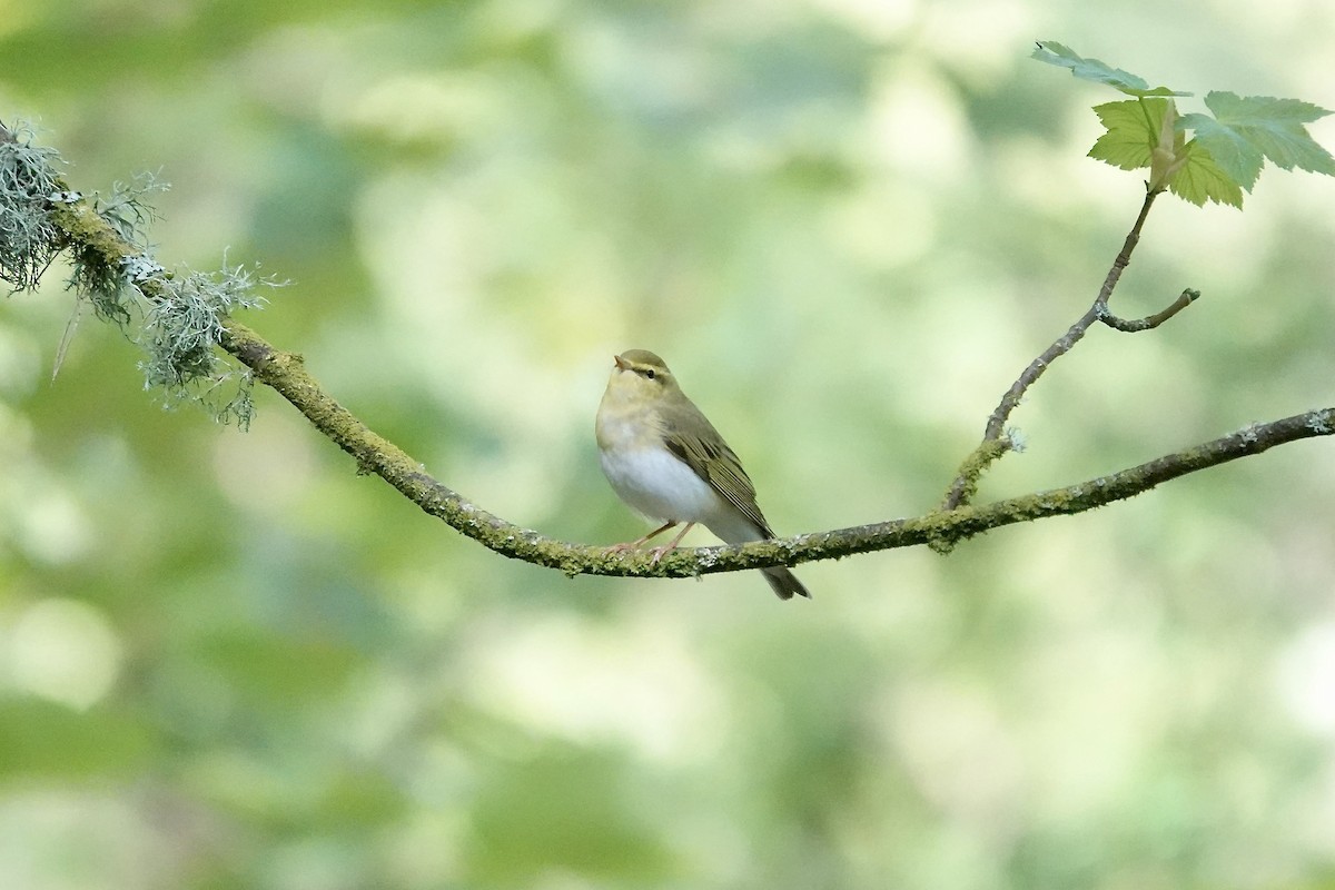 Pouillot siffleur - ML642970574