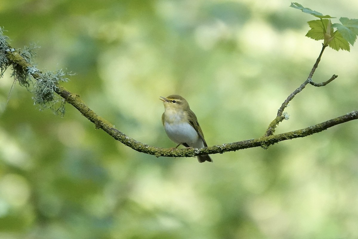 Pouillot siffleur - ML642970576