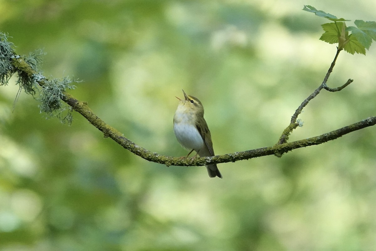 Pouillot siffleur - ML642970578