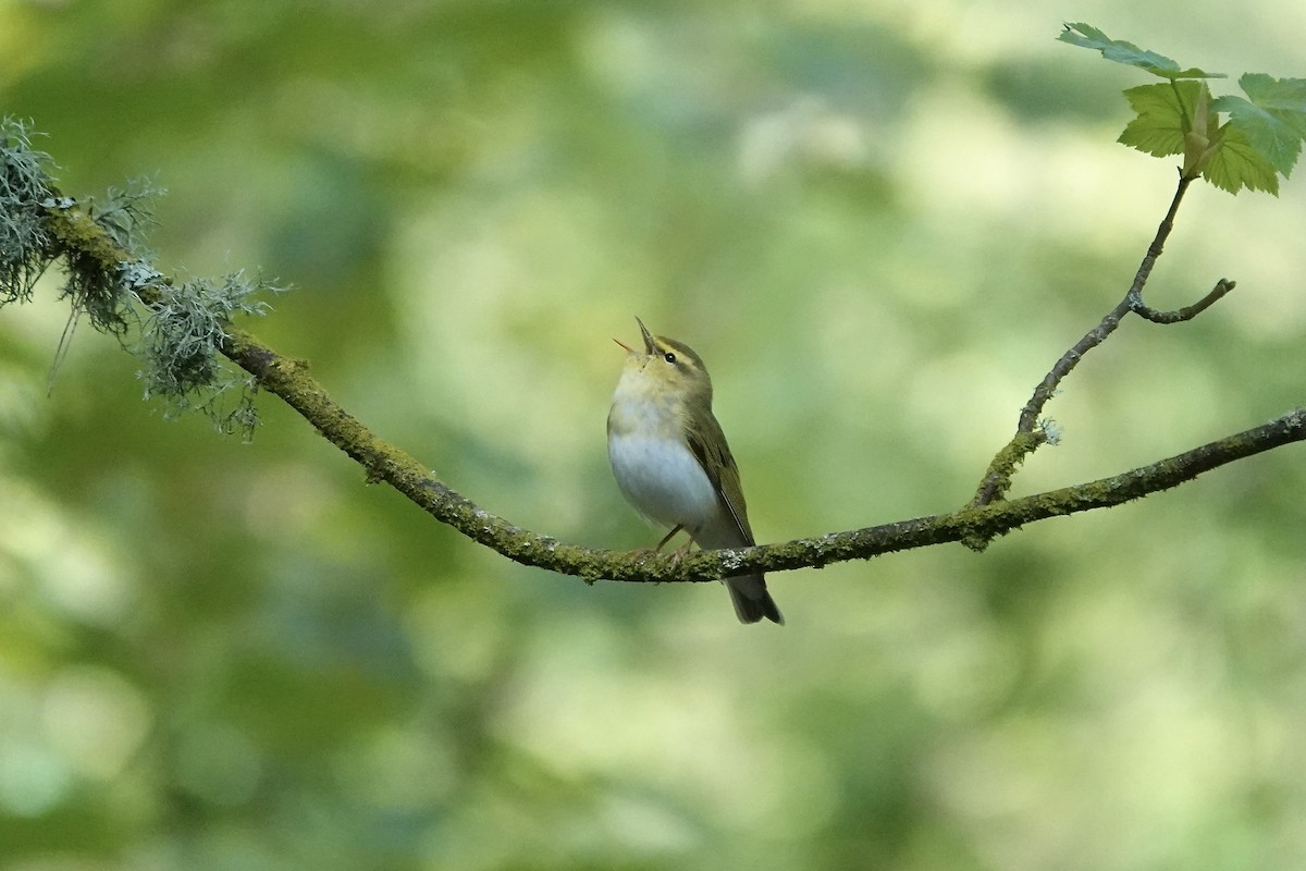 Pouillot siffleur - ML642970580