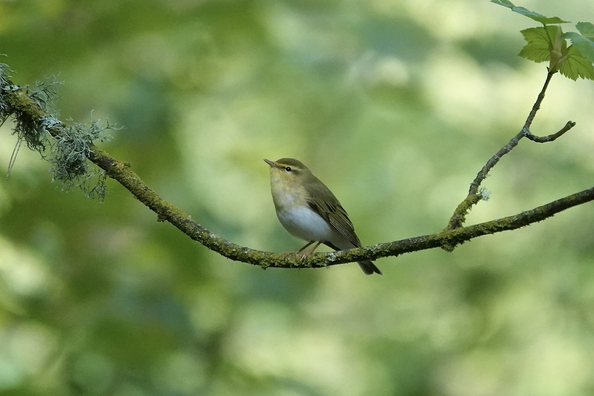 Pouillot siffleur - ML642970581