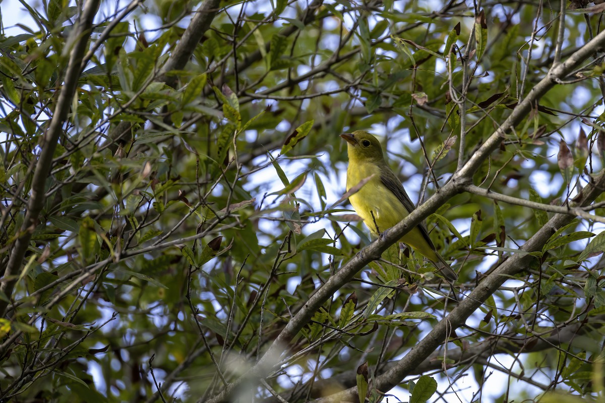 Piranga écarlate - ML642970582
