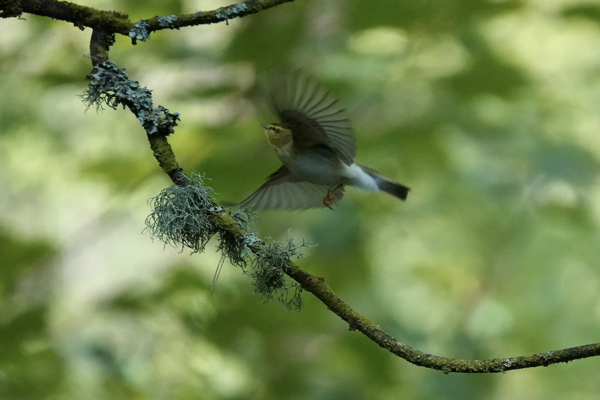 Pouillot siffleur - ML642970583