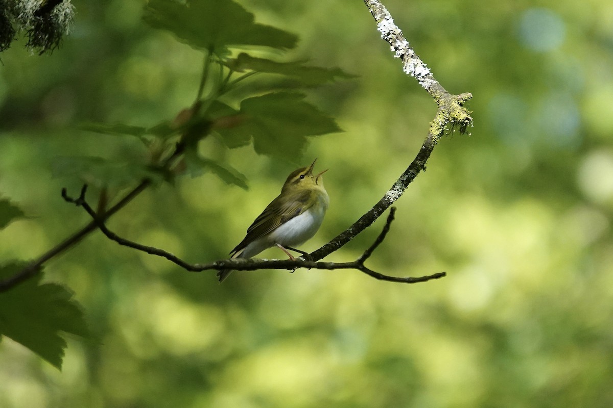 Pouillot siffleur - ML642970586