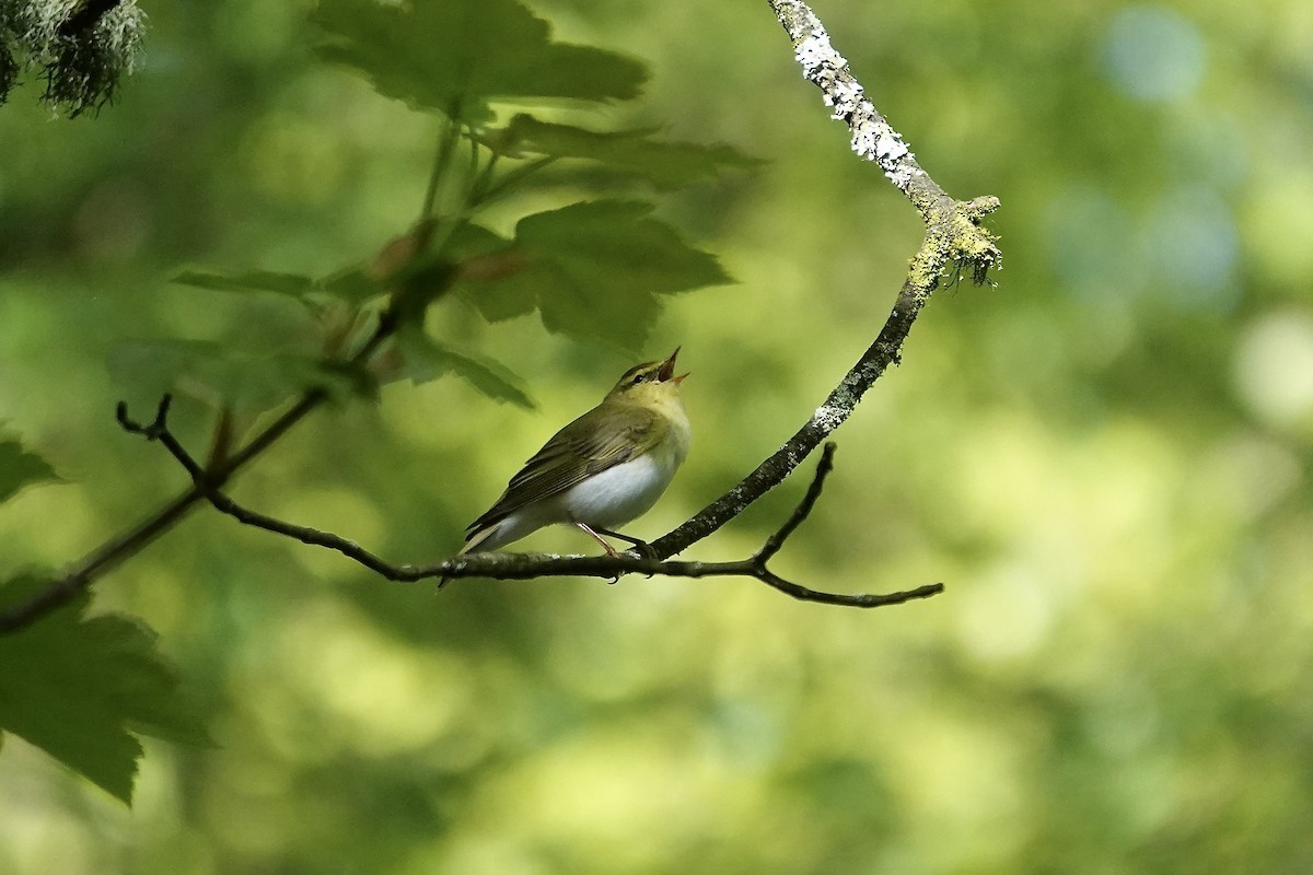 Pouillot siffleur - ML642970588