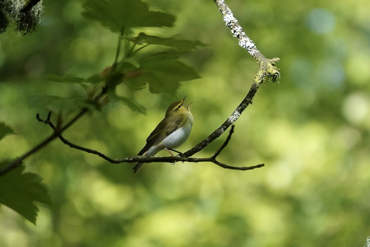 Pouillot siffleur - ML642970589