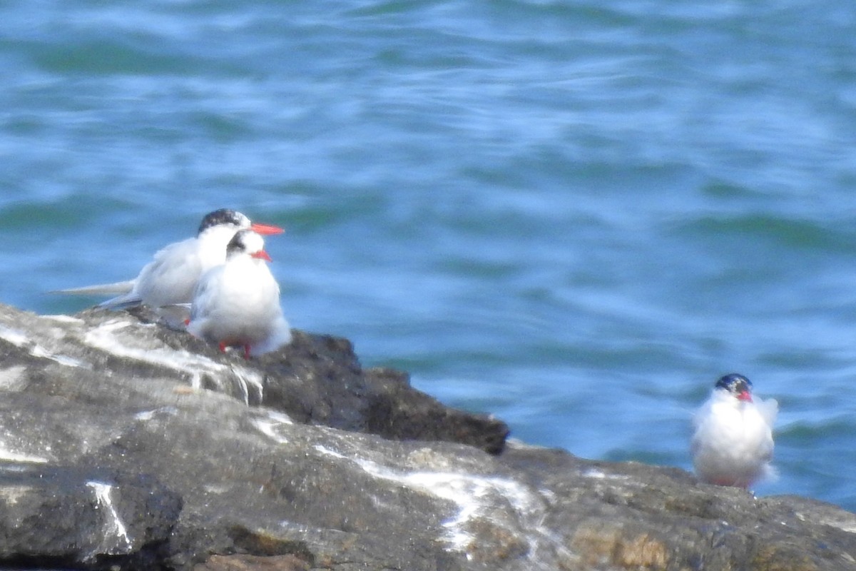 South American Tern - ML642970590