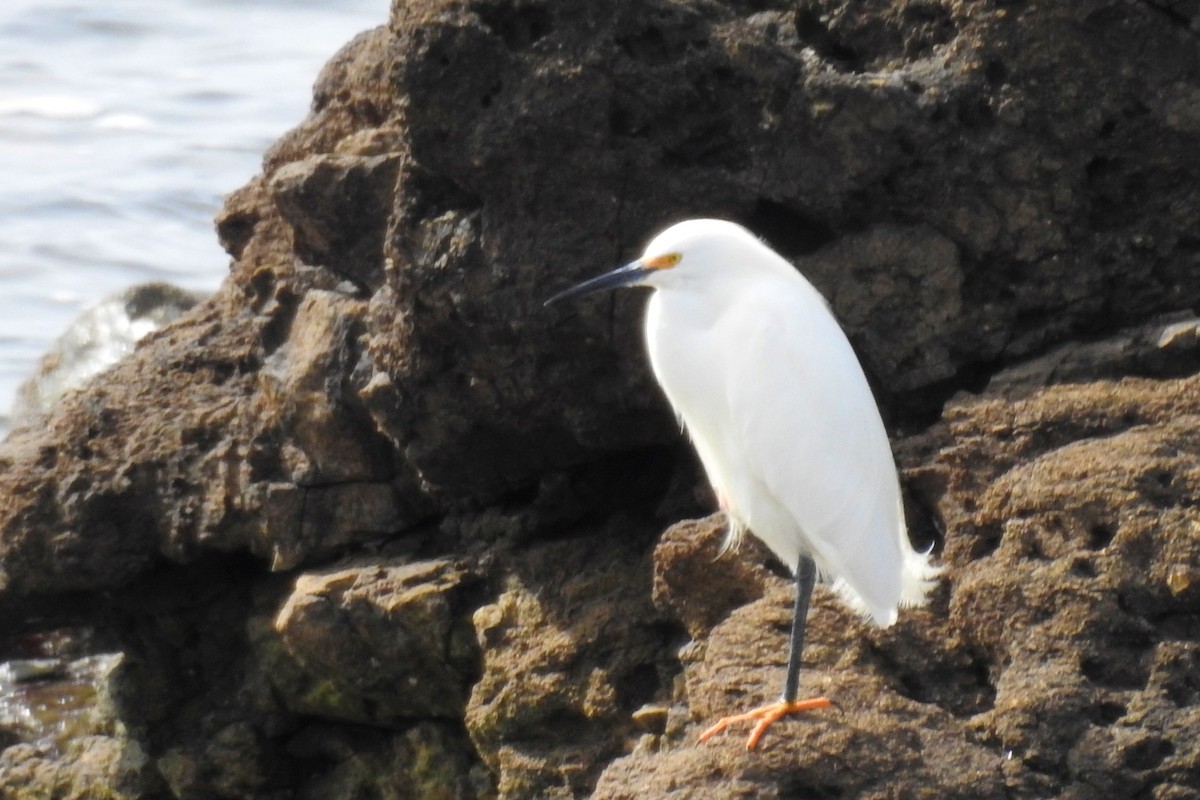 Snowy Egret - ML642970600